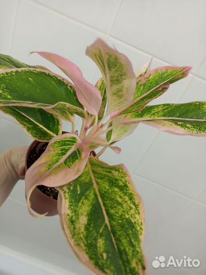 Аглаонема пинк aurora