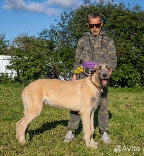 Ирландский волкодав (вольфхаунд)