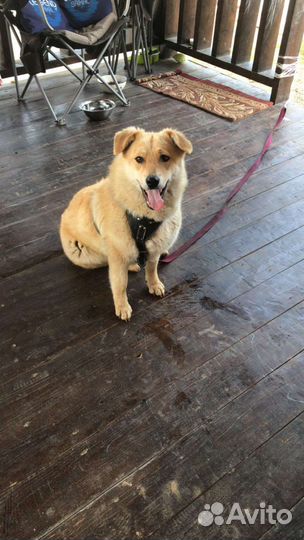 Милаша в добрые руки