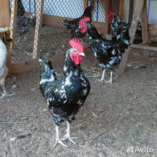 Инкубационное яйцо