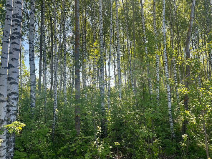 Участок 15 сот. (ИЖС)