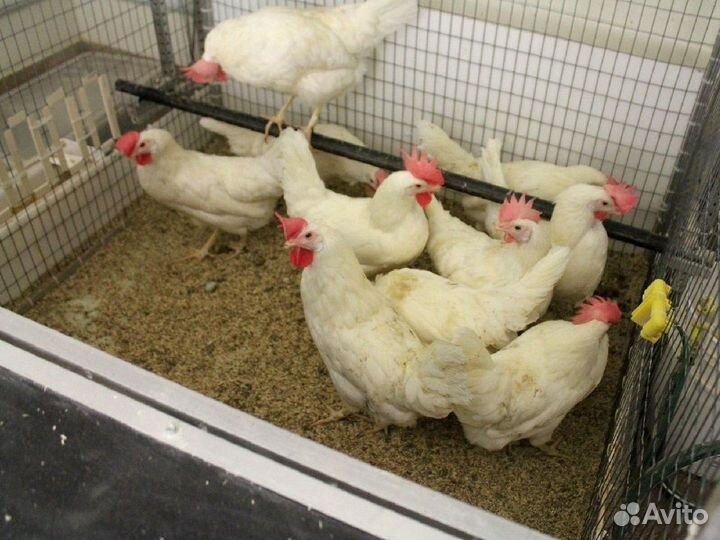 Куры несушки