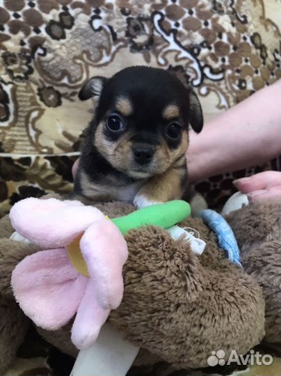 Продам щенков Чихуахуа