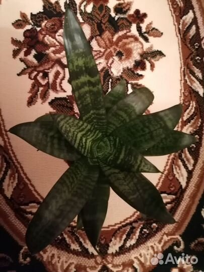 Сансевиерия Грин Ханни