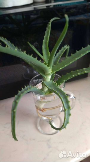 Алоэ столетник