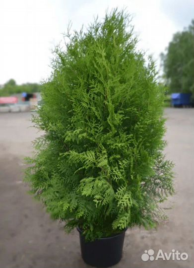 Туя брабант