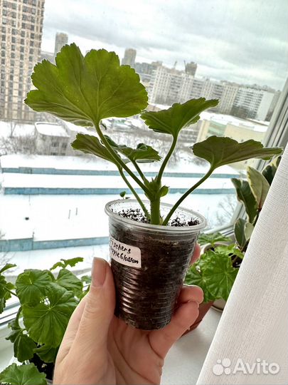 Fischers appleblossom пеларгония