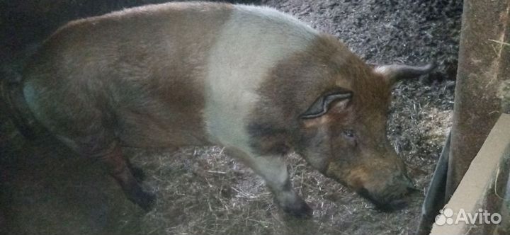 Хряк на племя