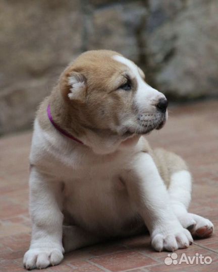 Щенки среднеазиатской овчарки