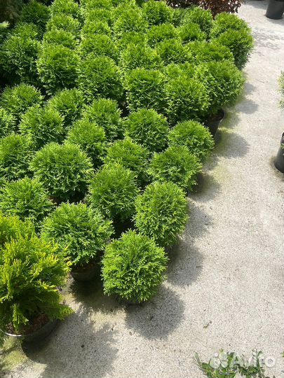 Туя шаровидная даника