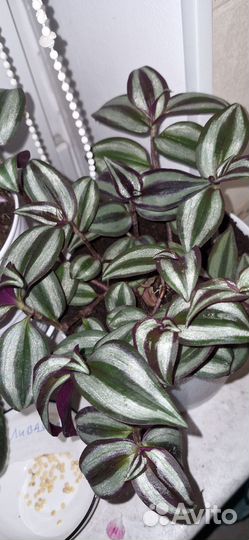 Традесканция