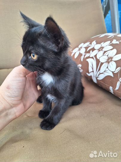 Котята