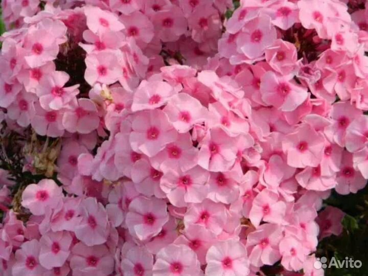 Флокс метельчатый Хербствальцер (С2) (20-30)