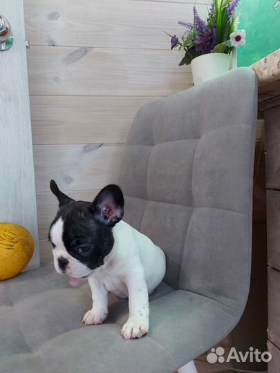 Французский бульдог мини