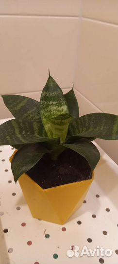 Сансевиерия ханни