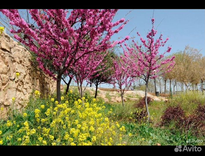 Церсис саженцы