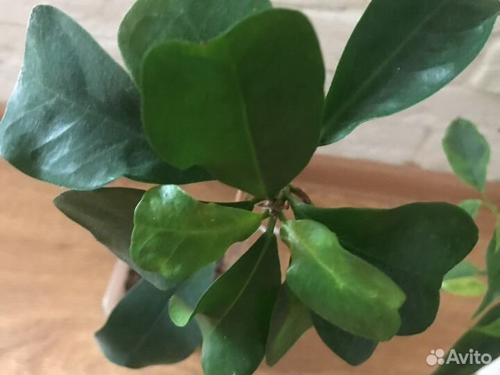 Фикусы Кратеролистный и Регидан