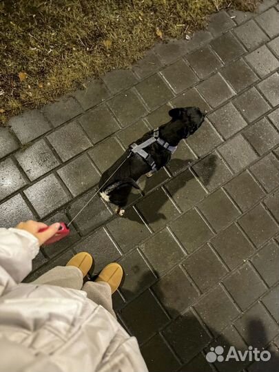 Выгул собак