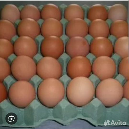 Яйцо домашнее
