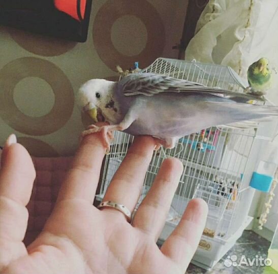 Передержка маленьких животных(кошек/собак не беру)