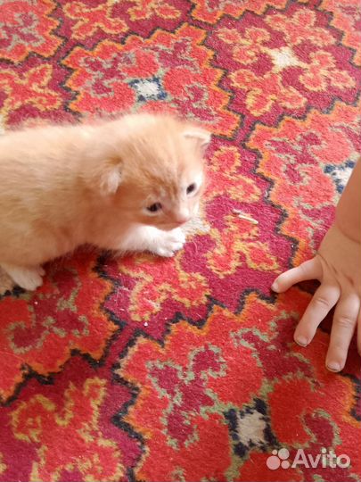 Вислоухие котята в добрые руки