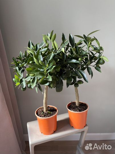 Мандариновое дерево 60 см