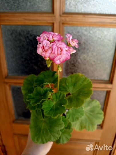 Пеларгония Античная роза