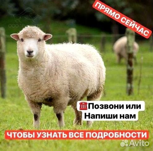 Электропастух заводское качество