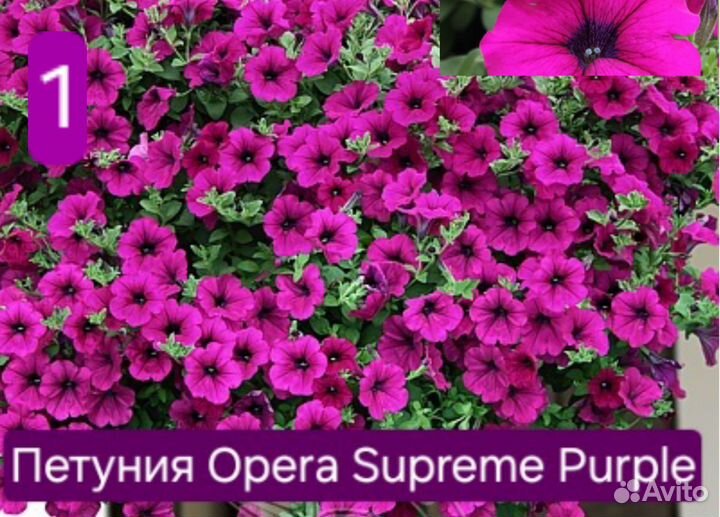 Вегетативная петуния