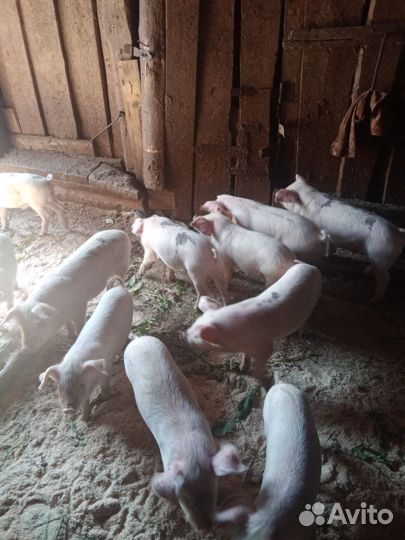 Поросята ландрас