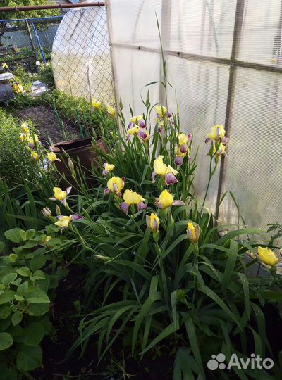 Садовые цветы и растения