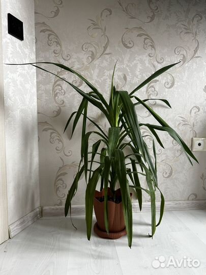 Пальма юкка