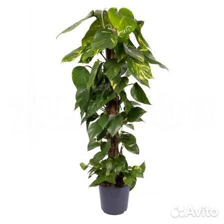 Горшечные растения