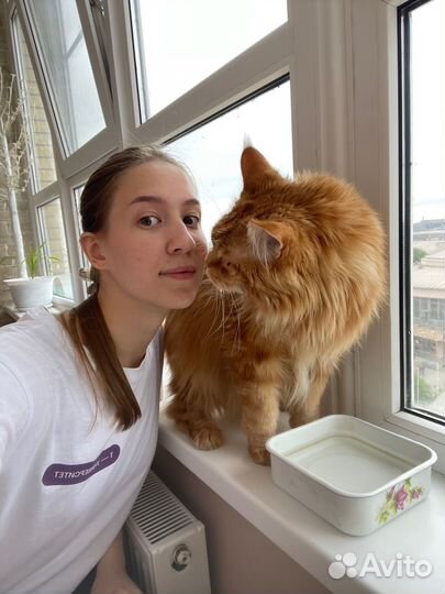 Выгул/Няня для питомца/Передержка