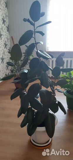 Продам цветы комнатные