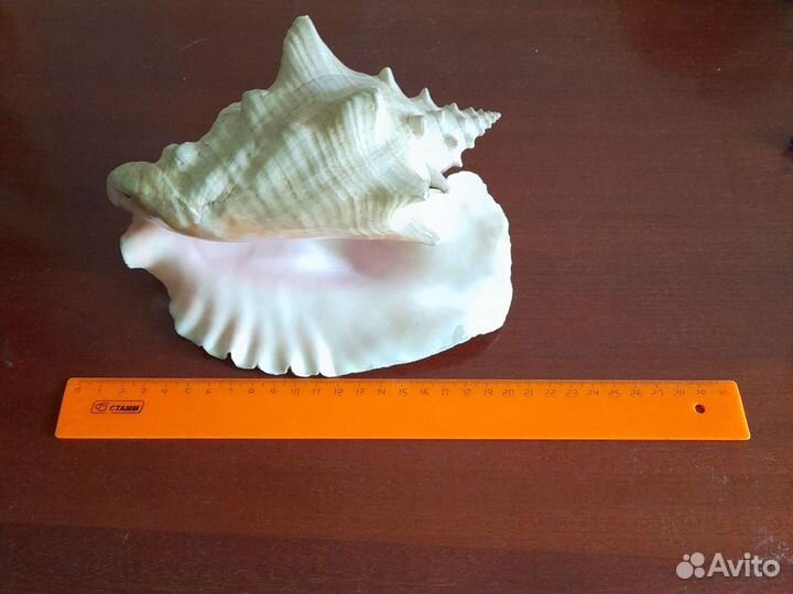 Раковина морская с берегов Кубы