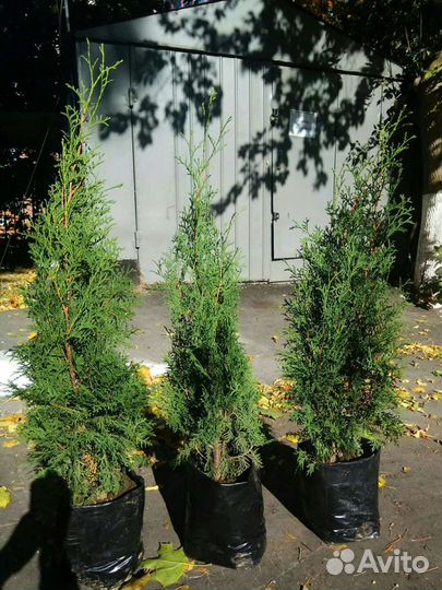 Хвойные растения