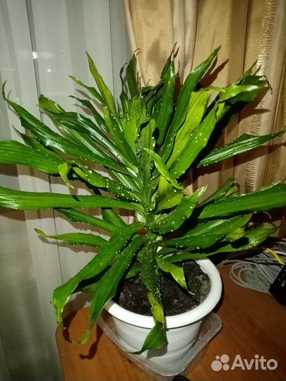 Цветы домашние в горшках