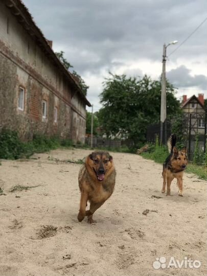 Алиса ищет дом