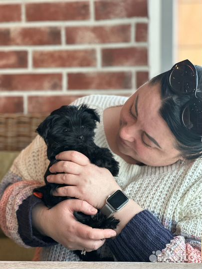 Йорки-биверы