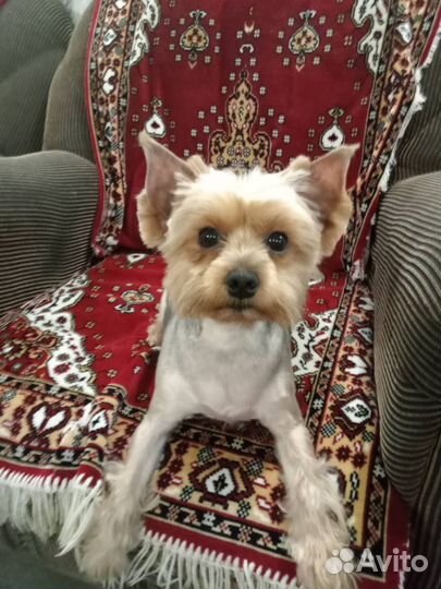 Иоркширский терьер