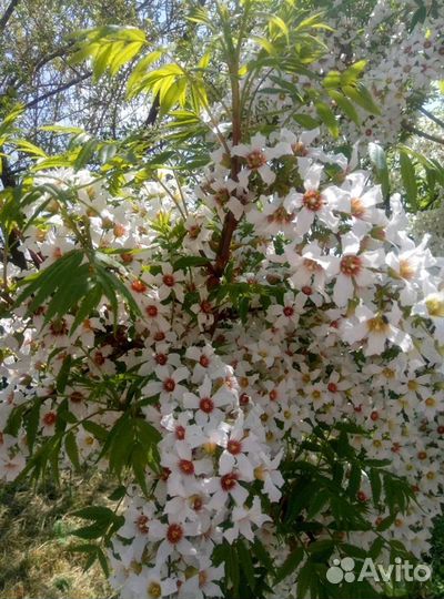 Чекалкин орех -семена