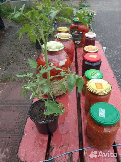 Рассада помидор,огурцов,перца,кабачков,капусты