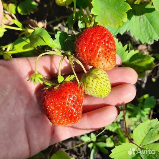 Клубника рассада