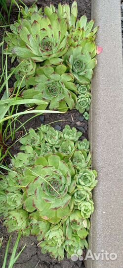 Молодило каменная роза