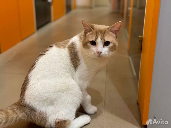 Кот Мурзик очень ласковый