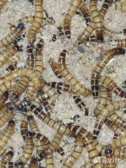 Кормовые насекомые