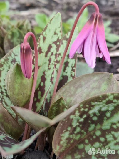 Кандык (эритрониум)