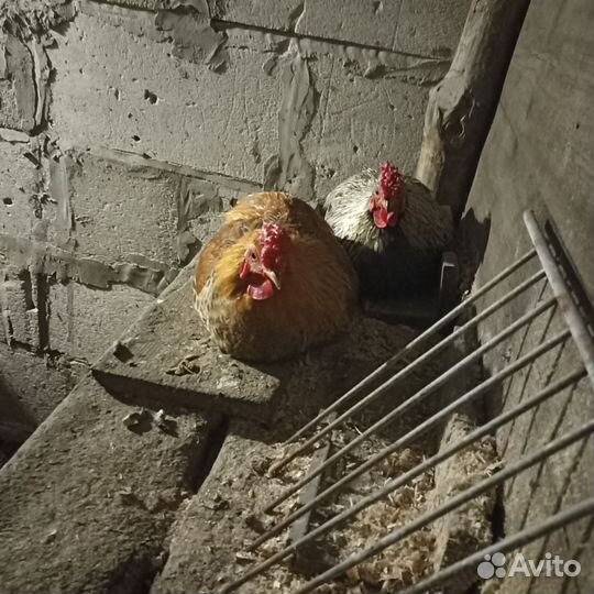 Молодые петухи