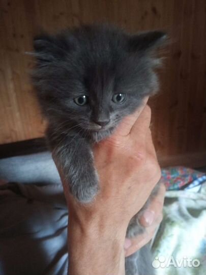 Кошка 1 месяц, 12 дней